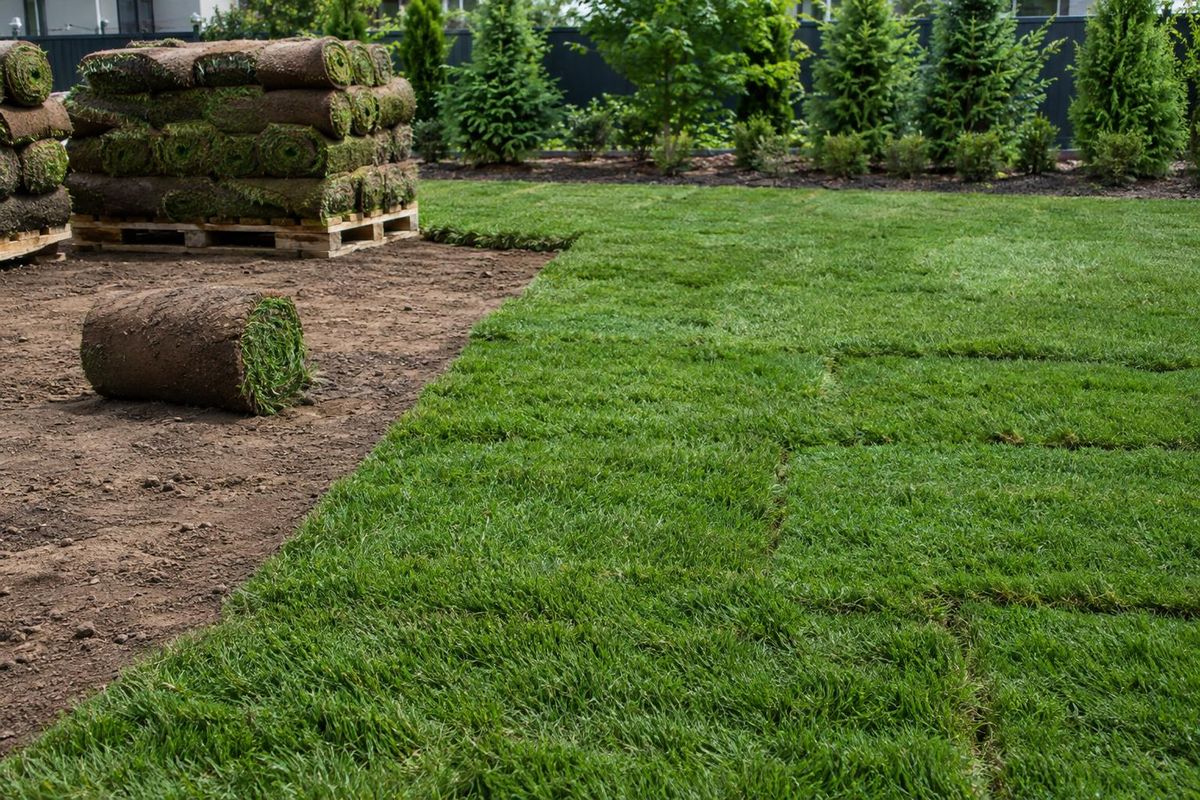 Sod Installation